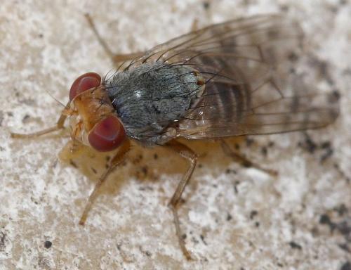 Prosopomyia pallida