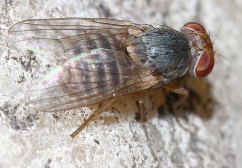 Prosopomyia pallida