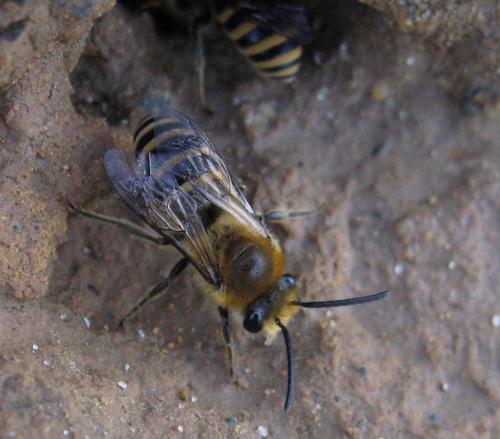 Colletes sp.