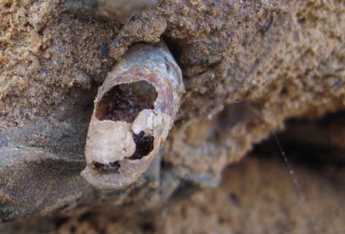 Colletes sp.