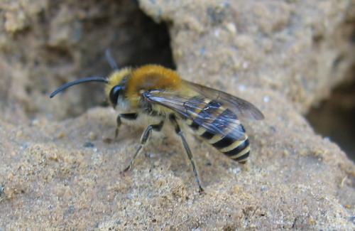 Colletes sp.