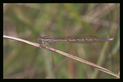 Sympecma fusca