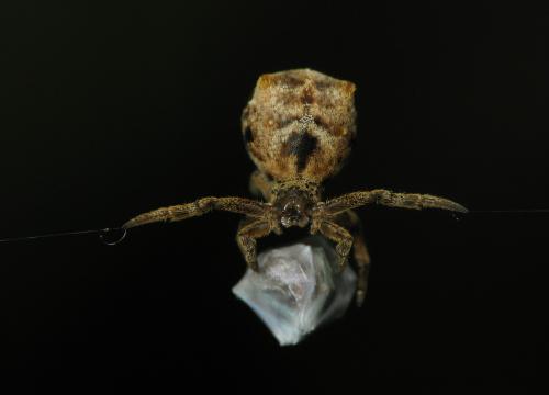 Réf. 37 514 : Hyptiotes paradoxus