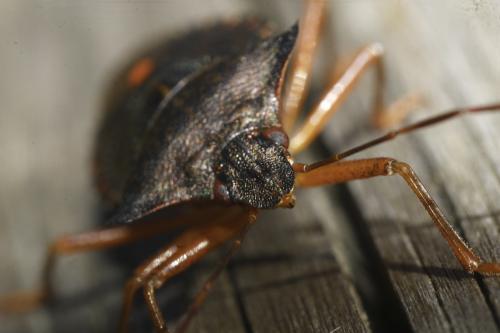 Pentatoma rufipes