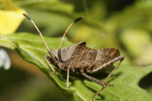 Coreus marginatus