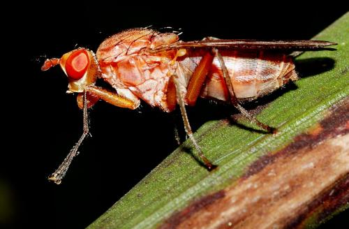 Réf. 37 394 : Tetanocera sp.
