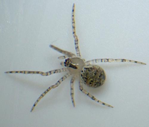 Platnickina tincta