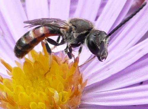Réf. 37 636 : Lasioglossum calceatum