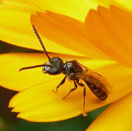 Réf. 37 634 : Lasioglossum sp.