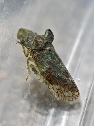 Ledra aurita