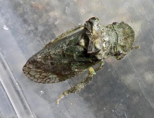 Réf. 37 874 : Ledra aurita