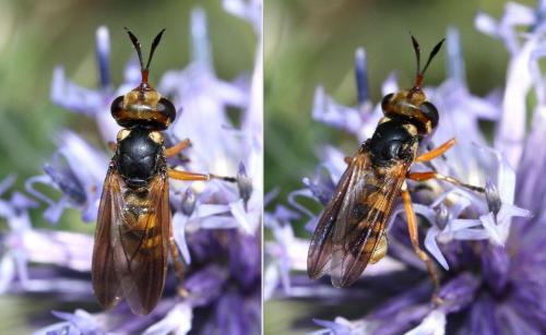 Réf. 37 554 : Conops insignis