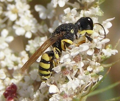 Réf. 37 749 : Lestica clypeata
