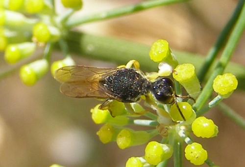 Lestica clypeata