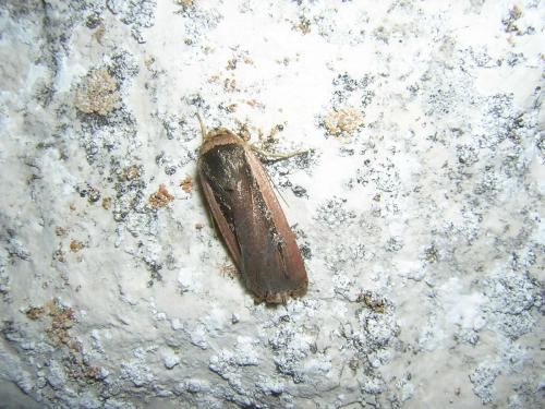 Ochropleura leucogaster