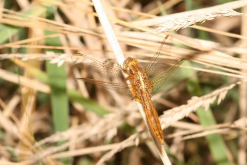 Réf. 37 622 : Crocothemis erythraea