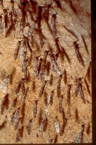 Réf. 37 625 : Limonia nubeculosa