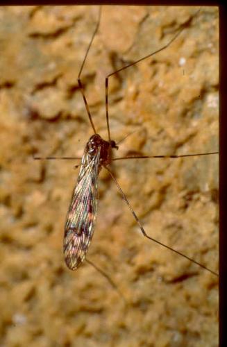 Réf. 37 626 : Limonia nubeculosa