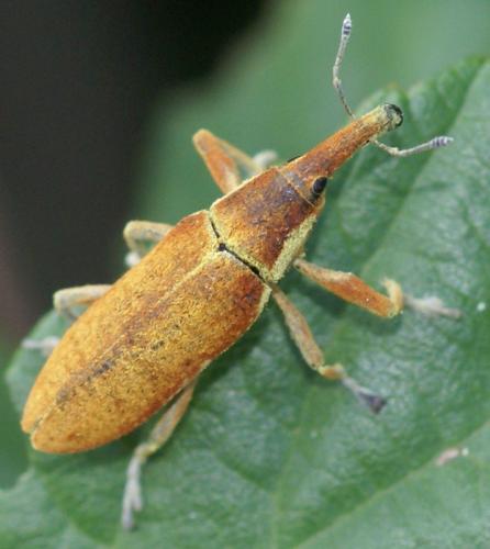 Réf. 37 141 : Lixus pulverulentus