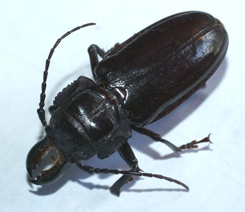 Stenodontes downesii