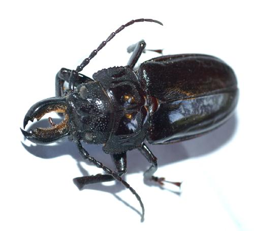 Stenodontes downesii