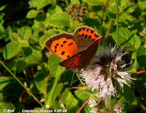 Lycaena phlaeas