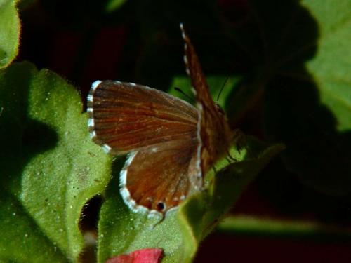 Réf. 37 732 : Cacyreus marshalli