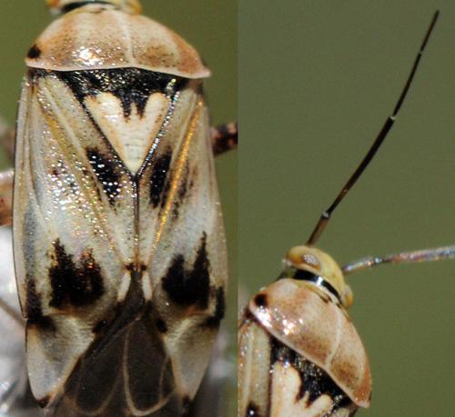 Lygus sp.