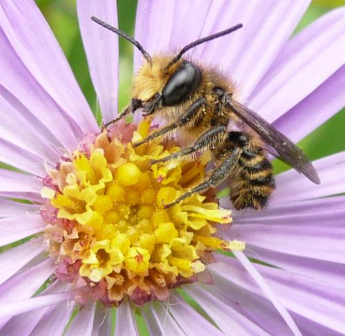Réf. 37 161 : Megachile sp.