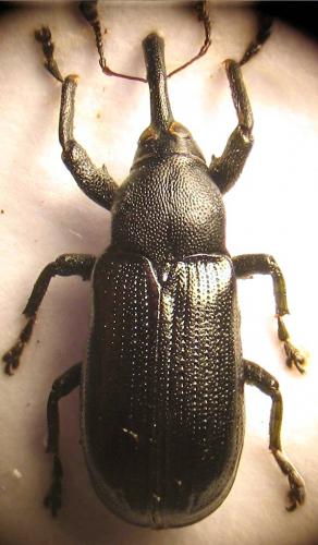 Réf. 37 242 : Magdalis nitida