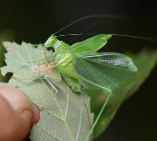 Réf. 37 648 : Phaneroptera nana