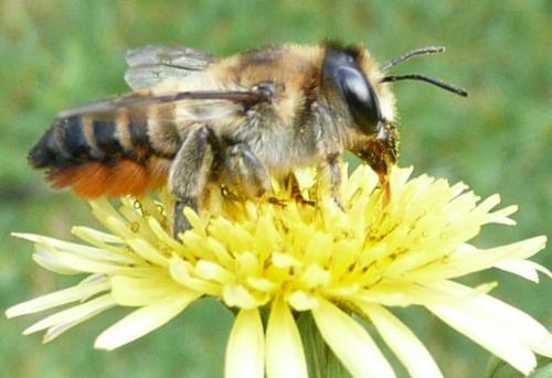 Megachile lagopoda