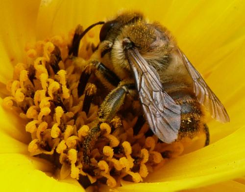 Megachile lagopoda