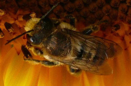 Megachile lagopoda