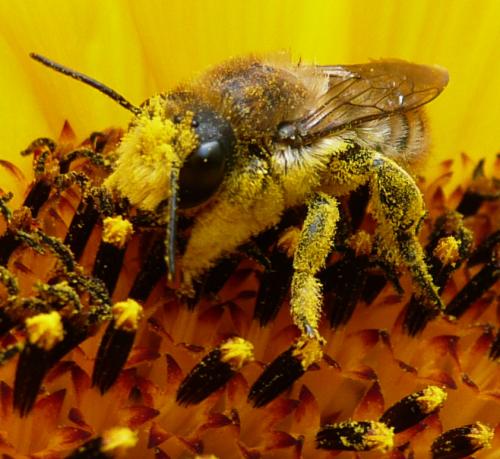 Megachile lagopoda