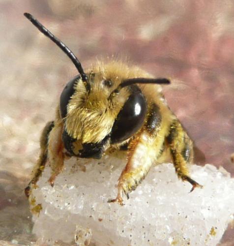 Megachile lagopoda