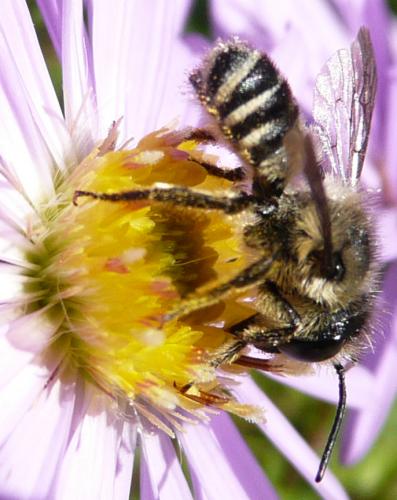 Megachile sp.