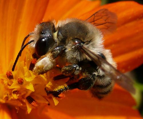 Réf. 37 566 : Megachile sp.