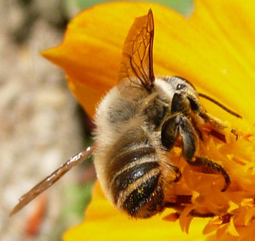 Réf. 37 567 : Megachile sp.