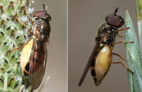Melanostoma mellinum