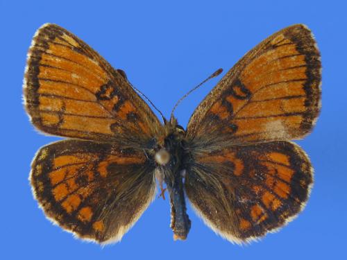 Melitaea parthenoides