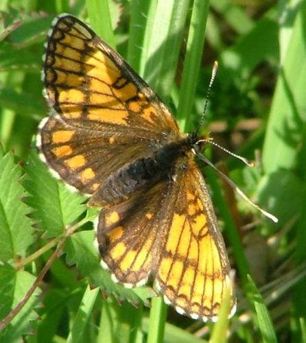 Melitaea sp.