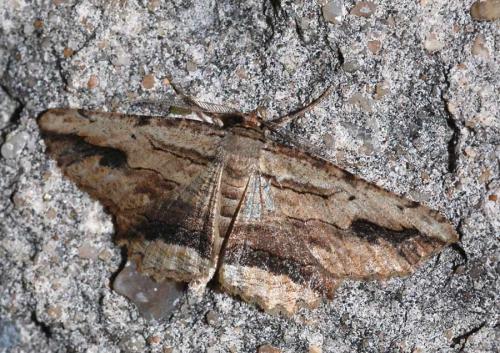 Réf. 37 569 : Menophra abruptaria