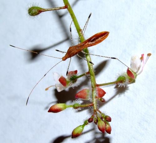 Réf. 37 336 : Metatropis rufescens