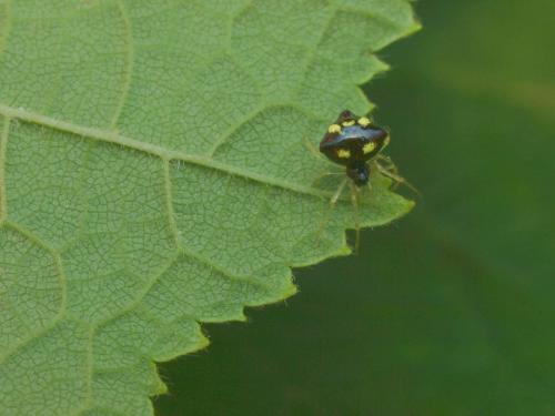 Theridula gonygaster