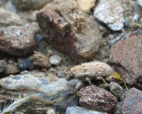 Microlarinus lareynii