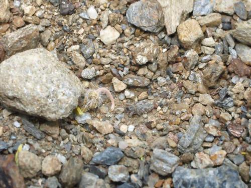Microlarinus lareynii