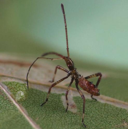 Réf. 37 911 : Leptoglossus occidentalis