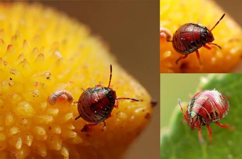 Solenosthedium bilunatum