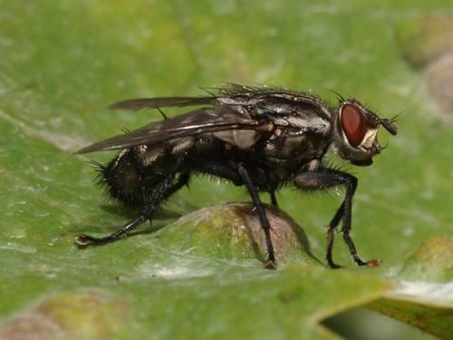 Sarcophaga sp.